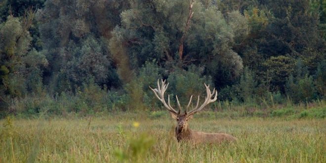Ustrijelio jelena za vrijeme lovostaja